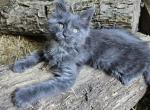 Mufasa - Maine Coon Kitten For Sale - 