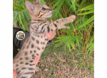 F4 Savannah kitten  Loki - Savannah Kitten For Sale - Arroyo Grande, CA, US