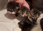 Brown Tabby Male Persian Kitten - Persian Kitten For Sale - 