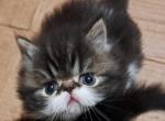 Brown Tabby & White Bicolor Male Persian Kitten - Persian Kitten For Sale - 