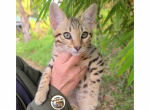 F4 Savannah kitten  Thor - Savannah Kitten For Sale - Arroyo Grande, CA, US