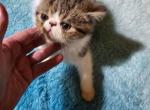 Timmy - Exotic Kitten For Sale - 