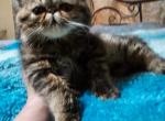 Tia - Exotic Kitten For Sale - 