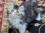 Brown Tabby & White Bicolor Female Persian Kitten - Persian Kitten For Sale - 