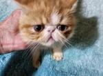 Joey - Exotic Kitten For Sale - 