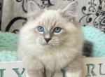 Nigel - Siberian Kitten For Sale - Miami, FL, US