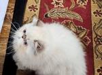 Chocolate Lynx Point & White Himalayan Kitten - Himalayan Kitten For Sale - 