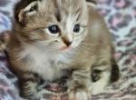 Seal sepia mitted lynx - Ragdoll Kitten For Sale - 