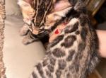 Bengal Kittens - Bengal Kitten For Sale - Los Angeles, CA, US