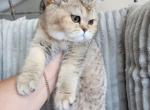 Peach - British Shorthair Kitten For Sale - 