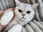 Peter - British Shorthair Kitten For Sale - 