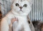 Taffy - British Shorthair Kitten For Sale - 