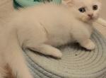 Rughugger kittens - Munchkin Kitten For Sale - 