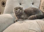 Viola - Scottish Fold Kitten For Sale - 