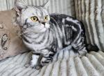 Sheila - British Shorthair Cat For Sale - Nicholasville, KY, US