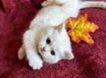 Leonardo - Scottish Straight Kitten For Sale - 