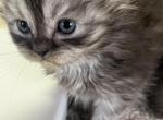 maine coon persians - Maine Coon Kitten For Sale - 