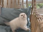 Esli - Scottish Fold Kitten For Sale - Gainesville, VA, US