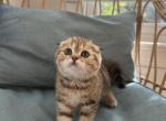 Cinnamon - Scottish Fold Kitten For Sale - Gainesville, VA, US