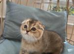 Maple - Scottish Fold Kitten For Sale - Gainesville, VA, US