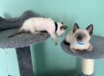 Tommy - Siamese Kitten For Sale - 