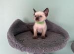 Milo - Siamese Kitten For Sale - Morristown, NJ, US