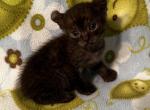 Highlander kity 3m - Highlander Kitten For Sale - Goshen, AL, US