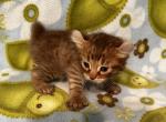 Highlander kity 2m - Highlander Kitten For Sale - Goshen, AL, US