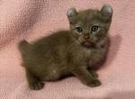 Highlander kity 3f - Highlander Kitten For Sale - Goshen, AL, US