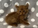 Highlander kity 1F - Highlander Kitten For Sale - Goshen, AL, US