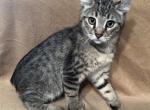 Highlander kity 3a - Highlander Kitten For Sale - 