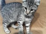 Highlander kity 4a - Highlander Kitten For Sale - 