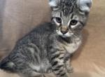 Highlander kity 1a - Highlander Kitten For Sale - Goshen, AL, US