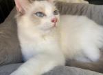 Dahlia litter - Ragdoll Kitten For Sale - 