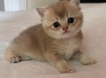 Lilly - British Shorthair Kitten For Sale - 