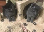 Two Fur Babies - Russian Blue Kitten For Sale - Vancouver, WA, US