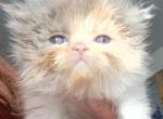 Dilute calico persian kitten - Persian Kitten For Sale - Woodburn, IN, US