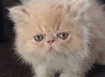 Cute exotic longhair persian male kitten - Persian Kitten For Sale - Pittsburgh, PA, US