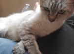 Mom lynx point also have her baby available - Siamese Cat For Sale - 