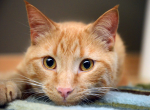 Sweet Orange Tabby Straight Male - American Shorthair Kitten For Sale - Springdale, AR, US