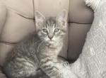 Whiskers - Domestic Kitten For Sale - 