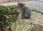 Waffles - Domestic Kitten For Sale - 