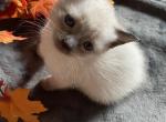 Siamese Sensation - Siamese Kitten For Sale - Sequim, WA, US