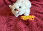 Lovely - Scottish Straight Kitten For Sale - Philadelphia, PA, US