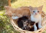 Beautiful Kittens - American Shorthair Kitten For Sale - Springdale, AR, US