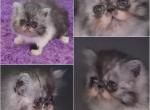 Longhair exotic persian kitten - Persian Kitten For Sale - 