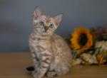 Khaleesi's LAST FEMALE - Bengal Kitten For Sale - 