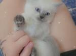 Ragdoll Siamese Kittens - Ragdoll Kitten For Sale - Eau Claire, WI, US