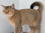 Princess - Scottish Straight Kitten For Sale - 