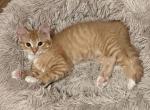 Whisker Diamond Blaze - Maine Coon Kitten For Sale - Brooklyn, NY, US